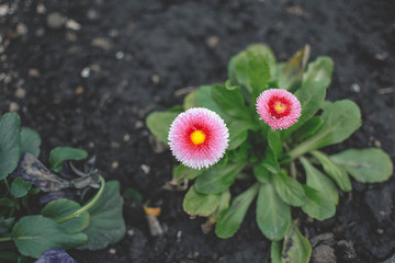 Pink Flower on gray ground