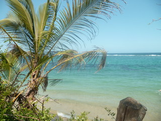 Vacances cocotier palmier mer océan