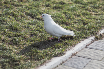  Pigeon on the ground. White pigeon on the grass.	