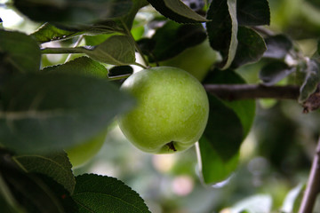 green apples on a branch