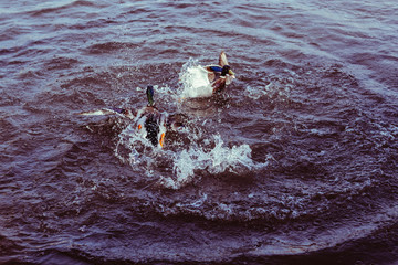 Obraz premium Ducks fight in the water. Ducks in the park.