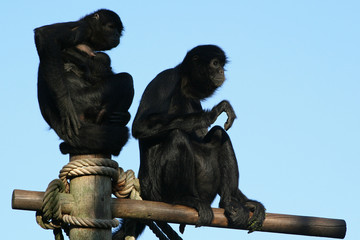 Spider monkeys 