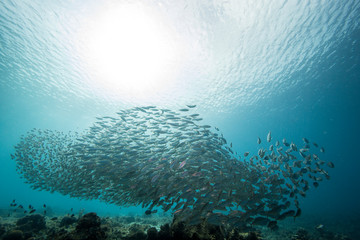 Bait ball in coral reef of Caribbean Sea around Curacao at dive site Playa Grandi