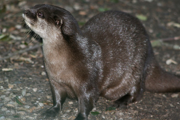 Otter