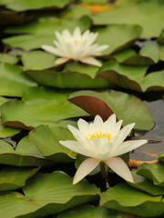 White water lilies in a lake - water plants