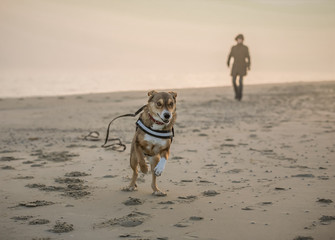 Running dog at the beach