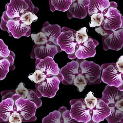 Beautiful floral background of purple orchids. Isolated 