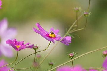 pink cosmos flower