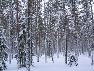 Gavle, Sweden Pine forest in the snow