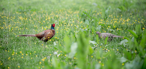 A Pheasant and its female