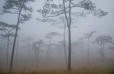Obraz na płótnie Canvas Beautiful landscape image of pine trees on foggy Autumn Morning.