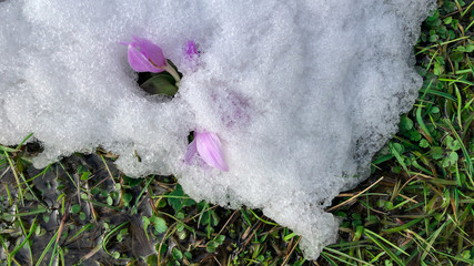 purple crocuses in the last snowfall
