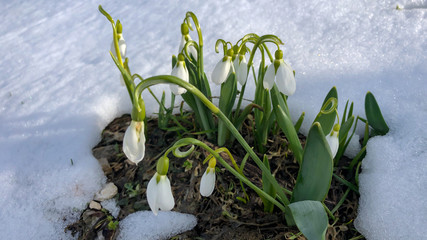 last snowfall in April and white snowdrops