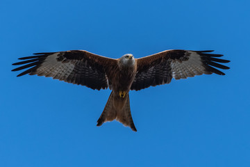 Red kite (Milvus milvus) bird of prey