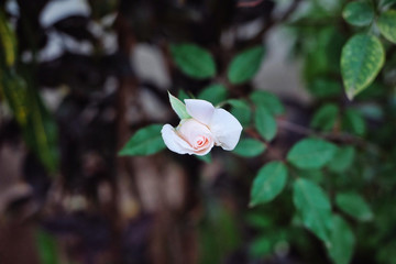 White roses in the garden are going to bloom. 