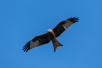 Fototapeta na wymiar Red kite (Milvus milvus) bird of prey