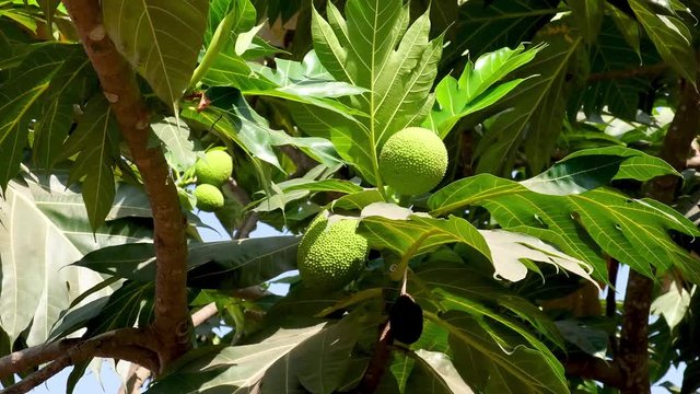 Green breadfruit on the breadfruit tree.