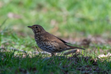 Song thrush (Turdus philomelos)