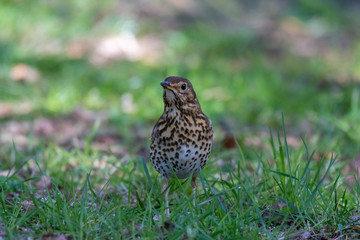 Song thrush (Turdus philomelos)