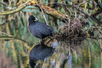 Eurasian coot (Fulica atra)