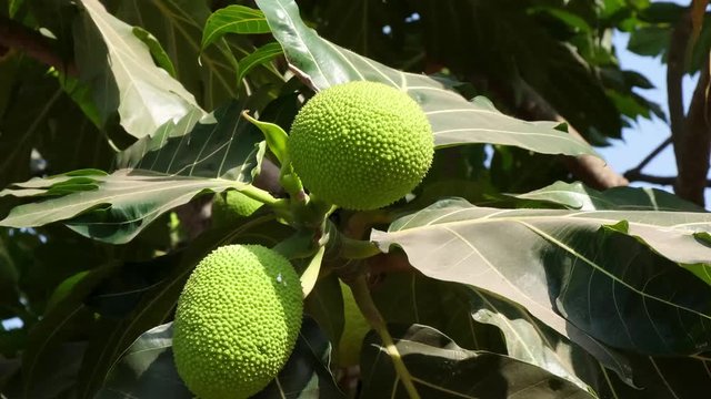 Green breadfruit on the breadfruit tree.