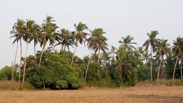 Coconut Palm trees in India, Goa. 