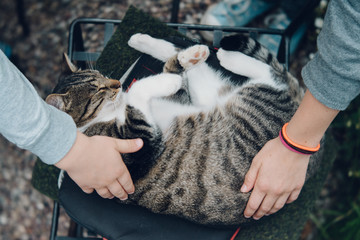 Kinder Hände streicheln Katze