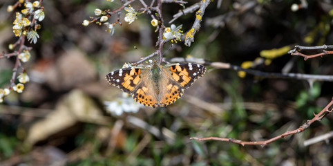 butterfly on leaf