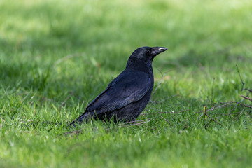 Carrion crow (Corvus corone)