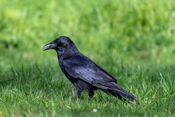 Carrion crow (Corvus corone)