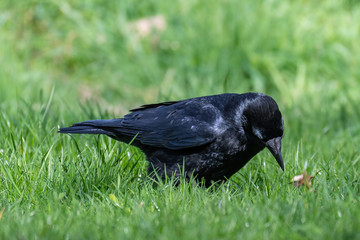 Carrion crow (Corvus corone)