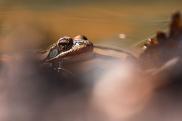 The European Common Frog hiding in the water