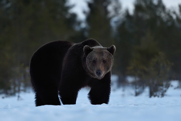 Brown bear in winter fur on snow