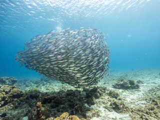 Bait ball in coral reef of Caribbean Sea around Curacao at dive site Playa Grandi