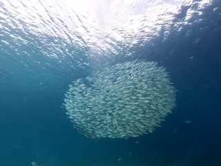 Naklejka na ściany i meble Bait ball in coral reef of Caribbean Sea around Curacao at dive site Playa Grandi
