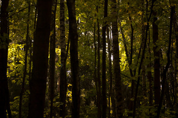 Fototapeta premium forest in autumn