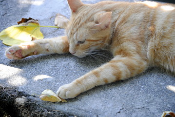Chat