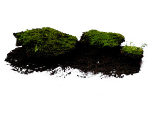 Moss texture background. Green moss on white background. Green moss with dirt or soil isolated on white background