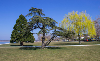 three trees in springtime in murten 
