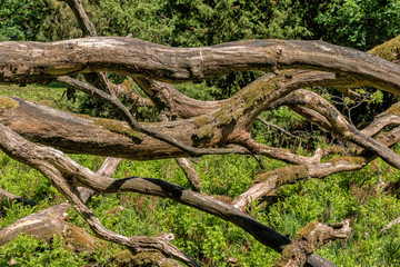 Landscape Luenburger heide northern Germany