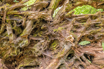 Forrest details.