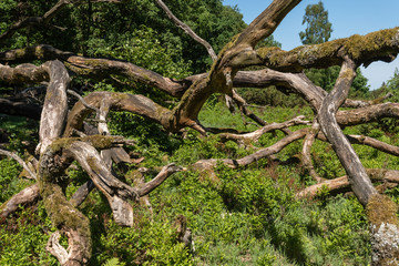 Landscape Luenburger heide northern Germany