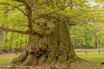 Old Oaks in forrest