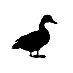 Black silhouette of duck. Isolated image of farm bird. Domestic amimal icon. Isolated image