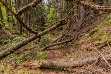 National park Elbsandsteingebirge Germany
