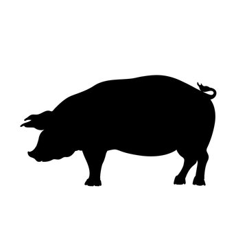 Black silhouette of pig. Isolated image of farm boar. Domestic amimal icon. Isolated image. Butcher shop logo.