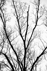 Silhouette of leafless branches isolated on white background