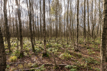 Moor landscape northern germany
