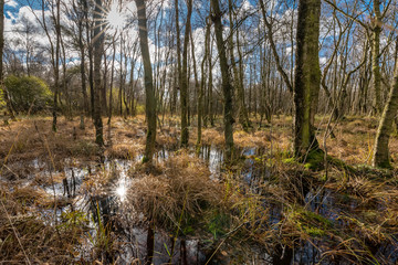 Moorland northern germany