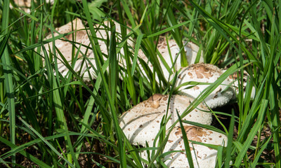 Highly poisonous mushroom (Chlorophyllum molybdites) which has the common names of false parasol, green-spored Lepiota and vomiter, is a widespread mushroom growing on a backyard.
